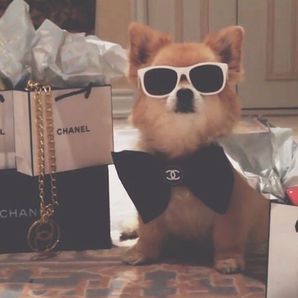 Самые богатые собаки в Instagram Instagram, богатство, собака