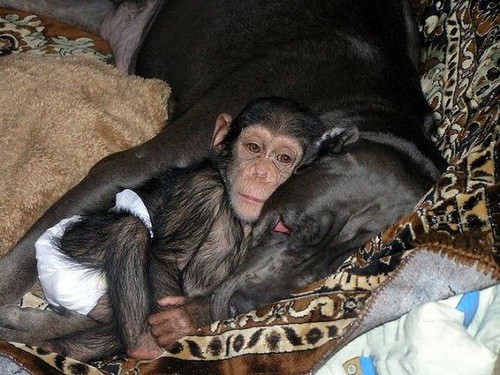 Удивительная мама животные, собака, шимпанзе