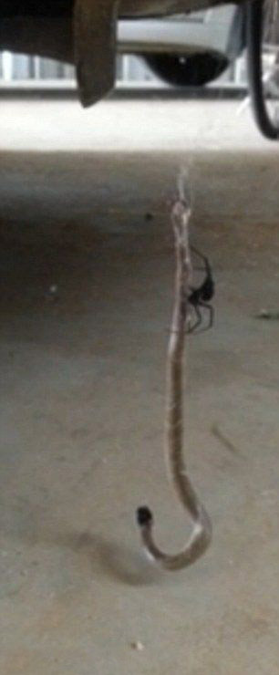 Смертельная схватка красноспинного паука и восточной коричневой змеи змея, паук, схватка