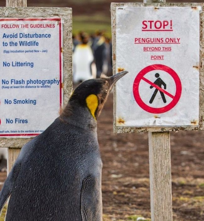 Заминированное побережье стало домом для миллиона пингвинов остров, пингвины