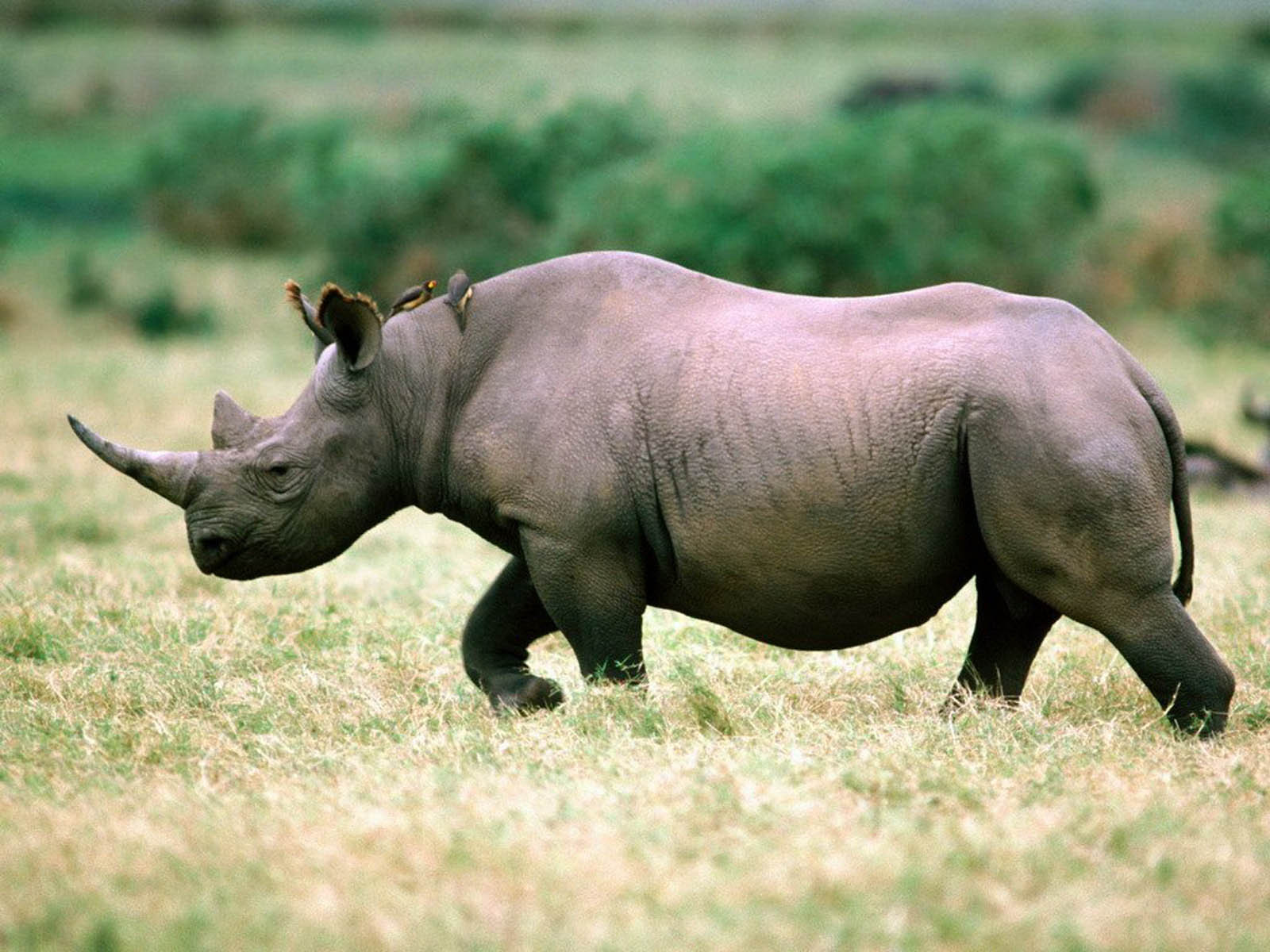 Западный чёрный носорог — 2013. вымирание, животные, планета земля