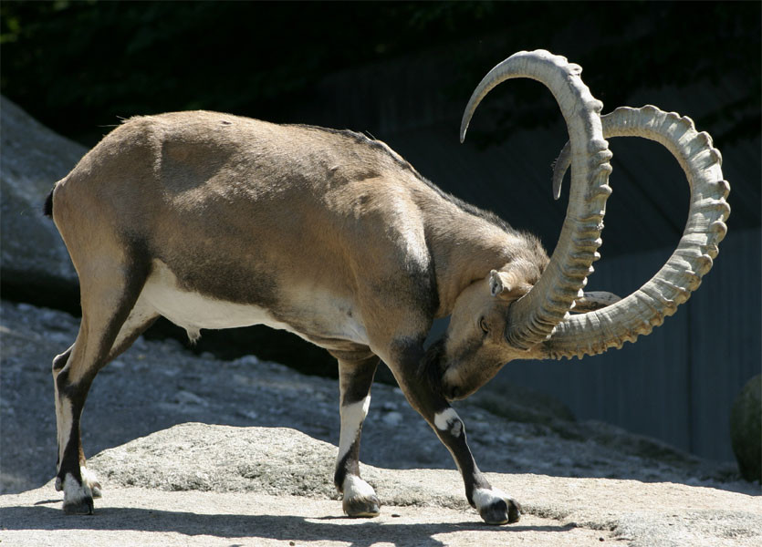 Пиренейский козерог — 2000. вымирание, животные, планета земля