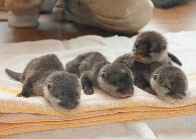 Эти 15 новорожденных малюток растопят самое черствое сердце зверята-дитята, симпатяги