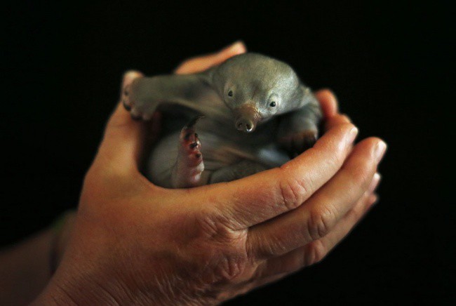 Эти 15 новорожденных малюток растопят самое черствое сердце зверята-дитята, симпатяги