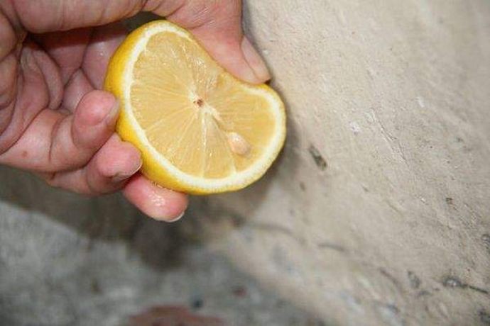 Избавьтесь от насекомых лимон, польза