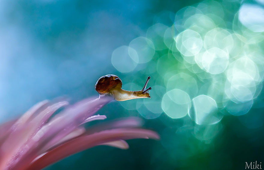 &quot;Капля воды&quot;. Макросъемка от Miki Asai  красота, природа, фото