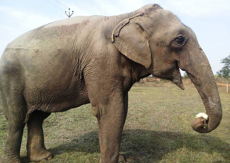 Спасение 60-летней слонихи слониха, спасение