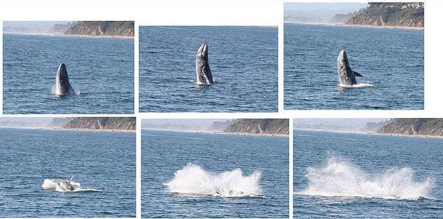 Человек обнаруживает кита и оказывается на пороге ужасающего открытия видео, жесть, животные, кит