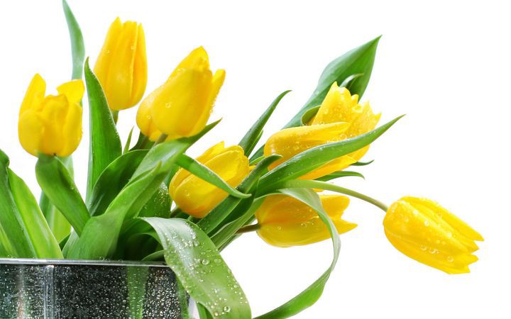 Жёлтые тюльпаны 8 марта, подарок, юмор