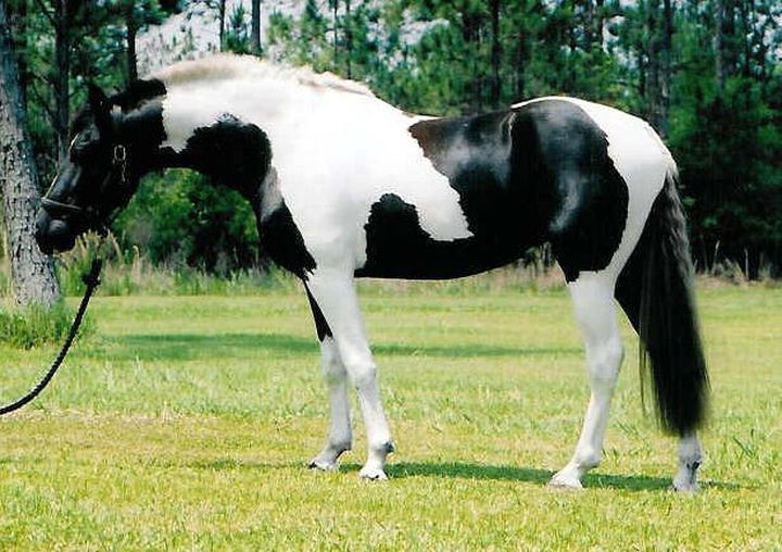 Черно-белый пинто животные, лошадь