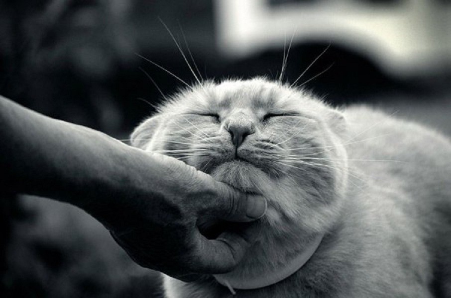 1. Слушать мурлыканье лежащего на груди кота. 1. Слушать мурлыканье лежащего на груди кота. вещи, люди, привычки