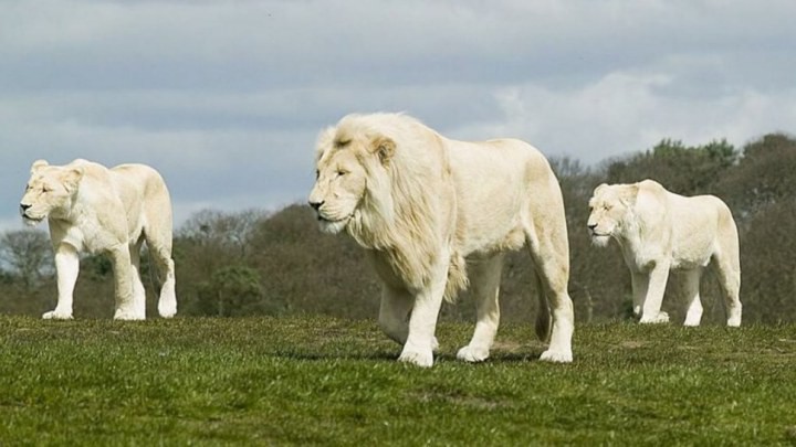 22. Белый лев кошки, природа