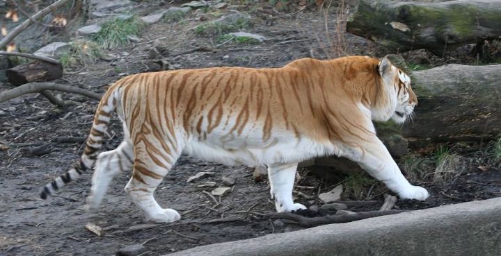 21. Золотой бенгальский тигр кошки, природа