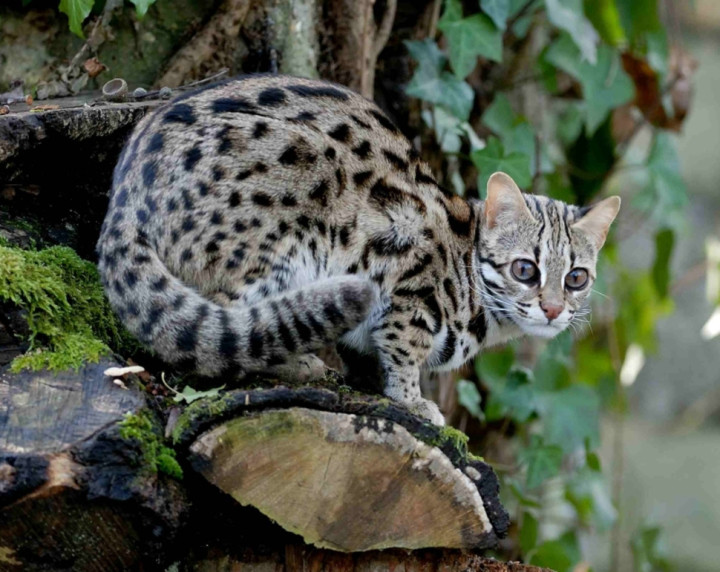 19. Бенгальская кошка кошки, природа