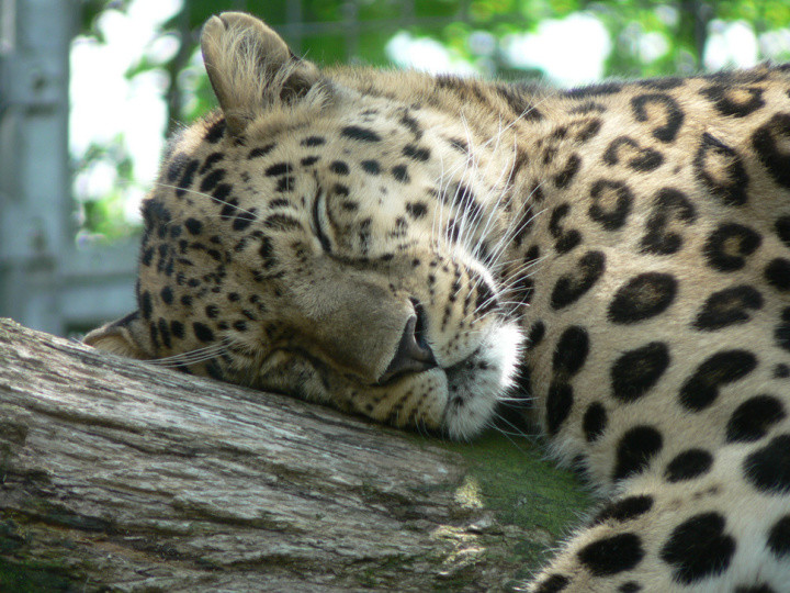 15. Амурский леопард кошки, природа