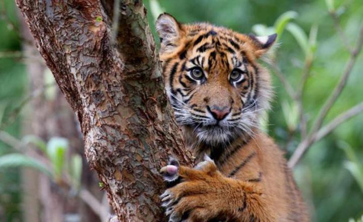 16. Суматранский тигр кошки, природа