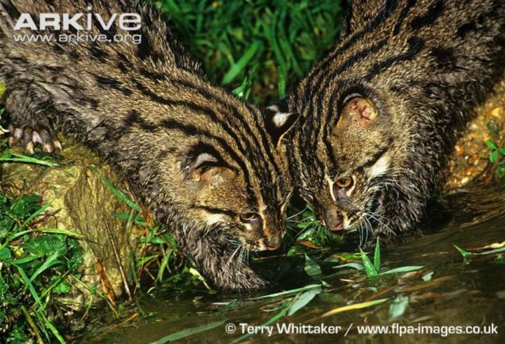 26 великолепных кошек, исчезающих из дикой природы кошки, природа
