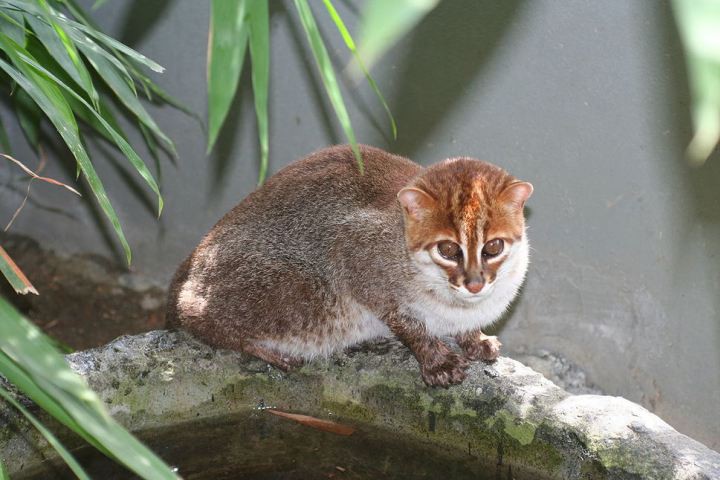 5. Суматранская кошка кошки, природа