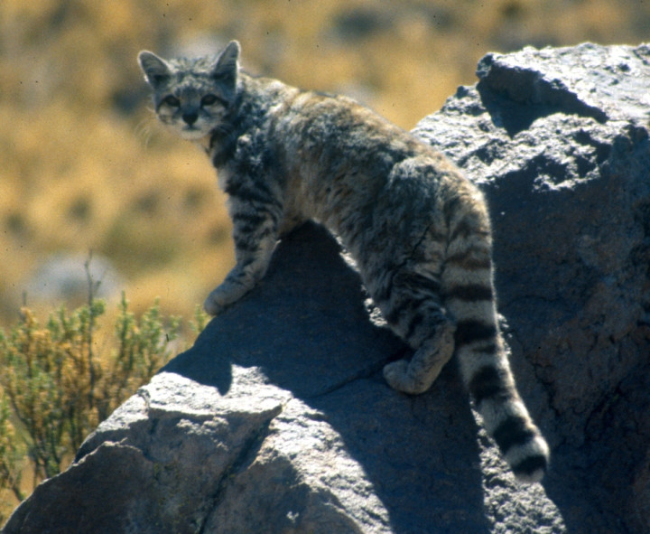 6. Андская горная кошка кошки, природа