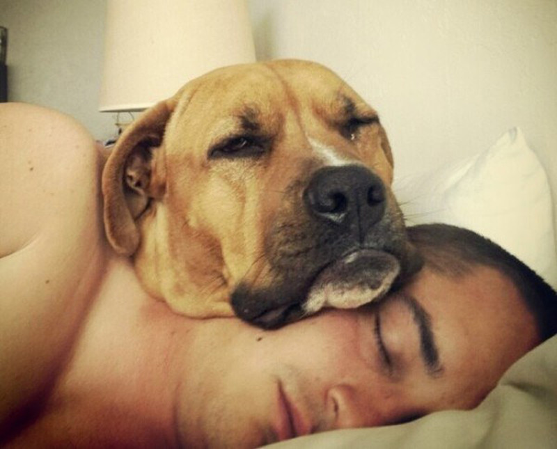 20 домашних любимцев, которые знают толк в самых удобных подушках животные, подушка, сон