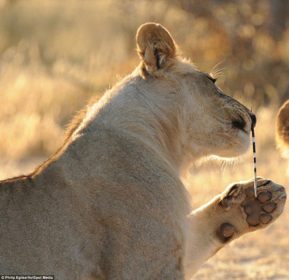 Пирсинг носа у льва или не нападай на дикобраза дикобраз, животные, лев