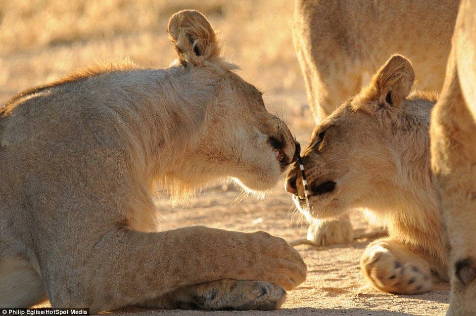 Пирсинг носа у льва или не нападай на дикобраза дикобраз, животные, лев