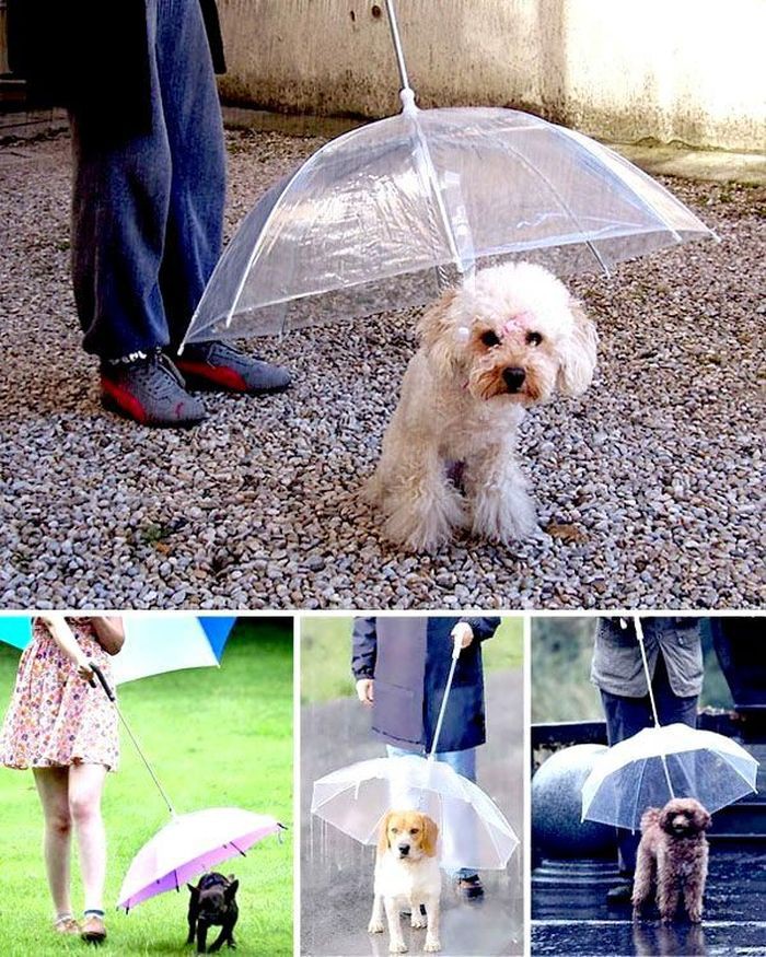 Зонтик для прогулок с собакой изобретения, собака