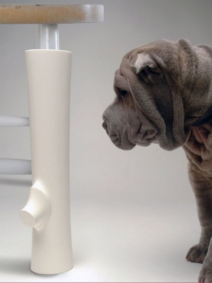 Ножка стола – жевательная косточка для собаки изобретения, собака
