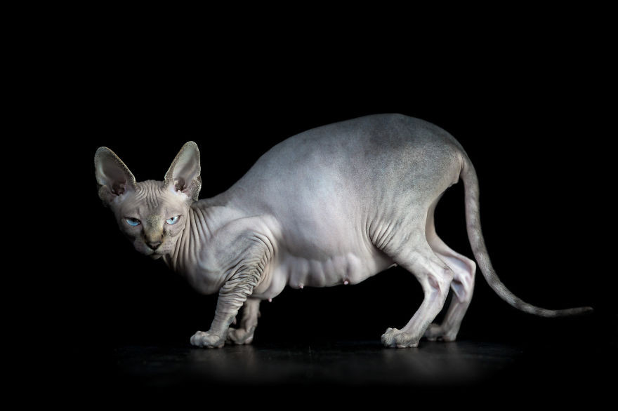 Инопланетная красота кошек породы сфинкс  кошка, портрет, сфинкс