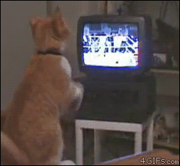 1_1415402213_gifs_24.gif