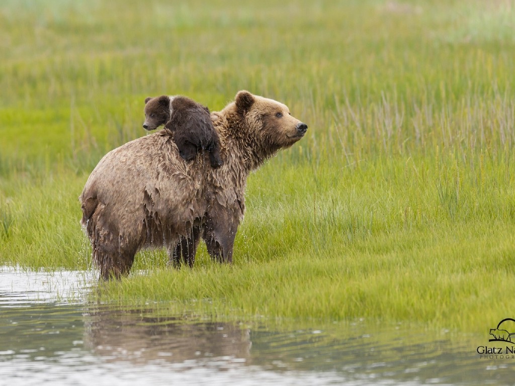 «Медвежий лагерь» на Аляске  аляска, медведь