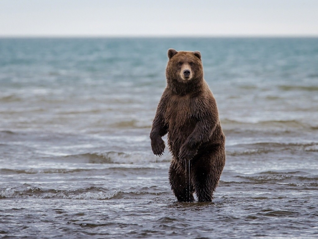 «Медвежий лагерь» на Аляске  аляска, медведь