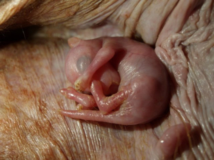 Крошечный зародыш кенгуру в мире, животные, люди, планета