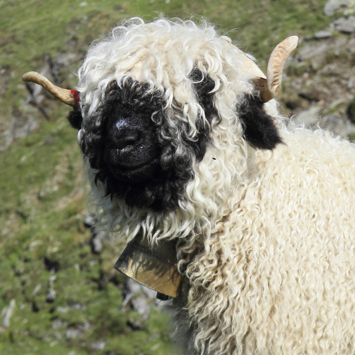 Швейцарская черноносая овца в мире, животные, люди, планета
