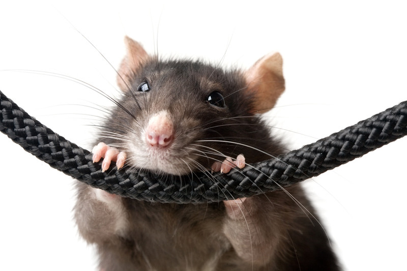 Удивительные факты о крысах, о которых вы не знали интересно, крысы, факты
