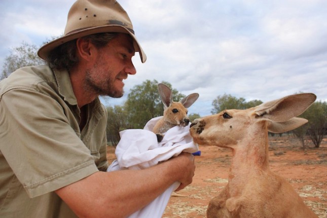 Суррогатный «родитель» для кенгурят Крис Барнс благотворительность, животные, кенгуру