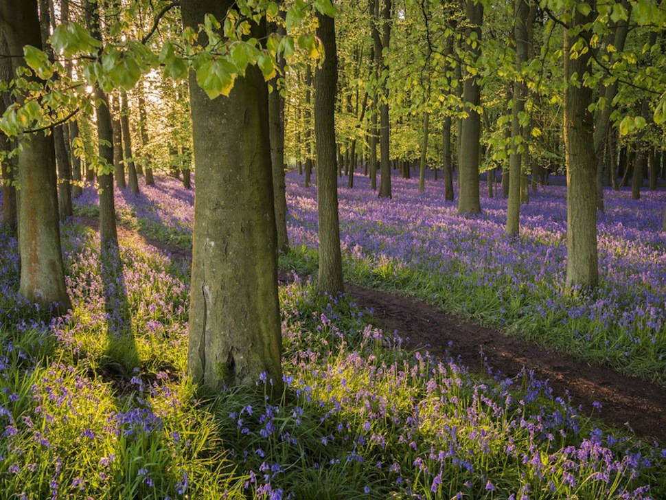 Лес Dockey в Хартфордшире, Англия  красота, пейзажи, природа, рассвет