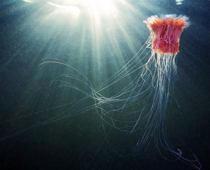 Правда о самой большой медузе в мире медуза, правда, фото