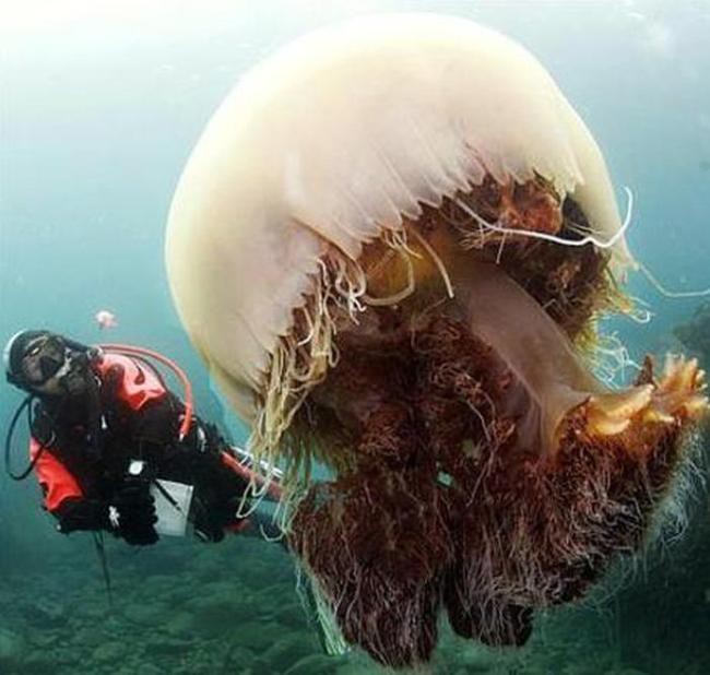 Правда о самой большой медузе в мире медуза, правда, фото