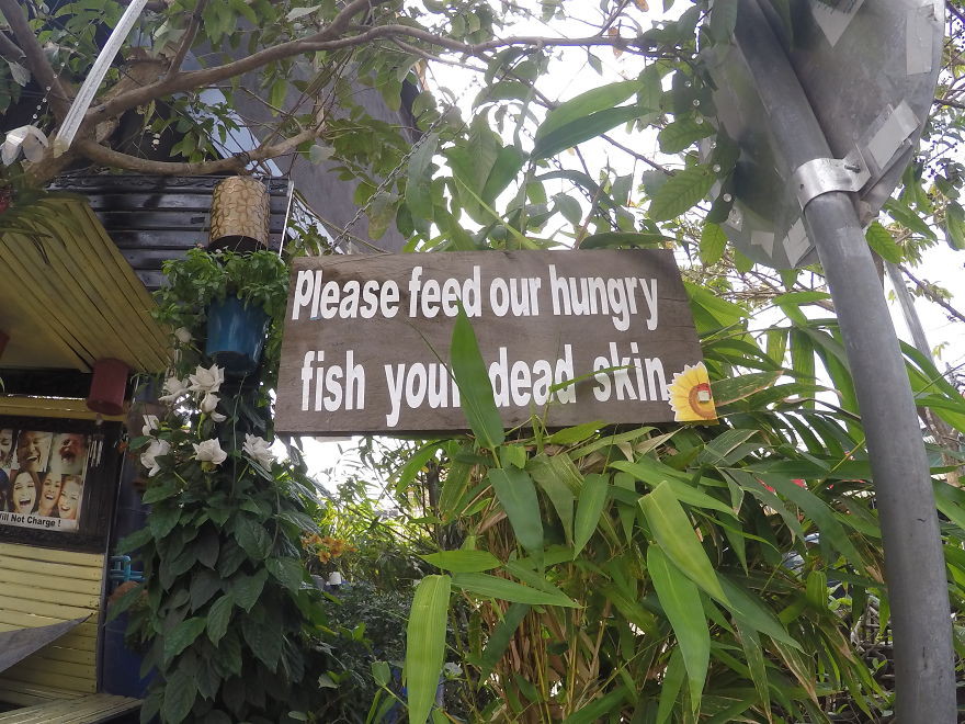 Пожалуйста, покормите наших рыбок вашей мертвой кожей. Сием-Рип, Камбоджа  вывеска, камбоджа, юмор