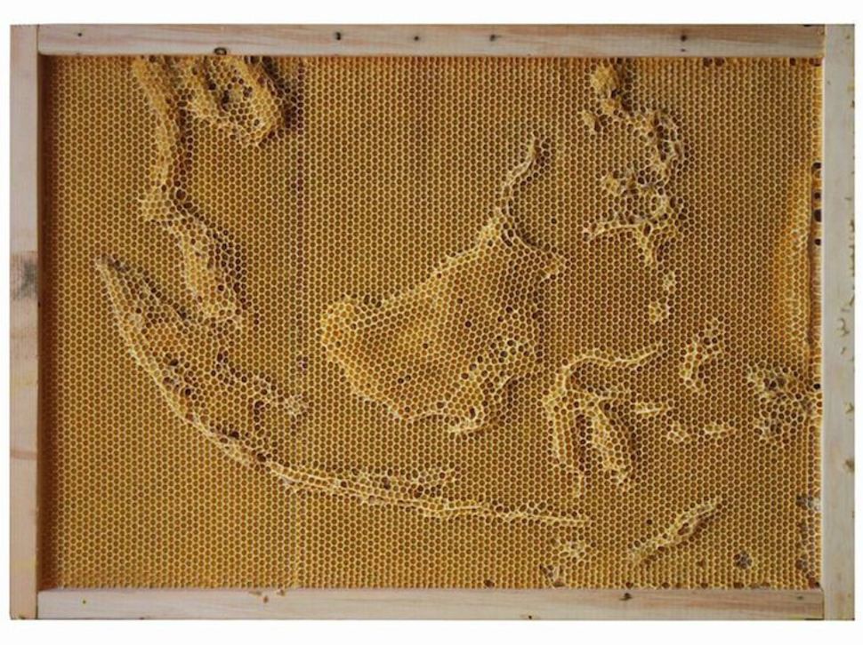 Индонезия и Малайзия  воск, карта, пчела, скульптура