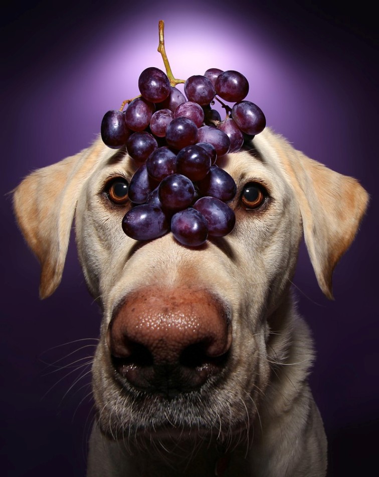 Верный пес Уинстон терпеливо позирует для создания его портрета с виноградом на голове. животные, собака, фрукты