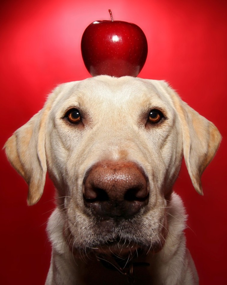 Забавная собака Уинстон животные, собака, фрукты