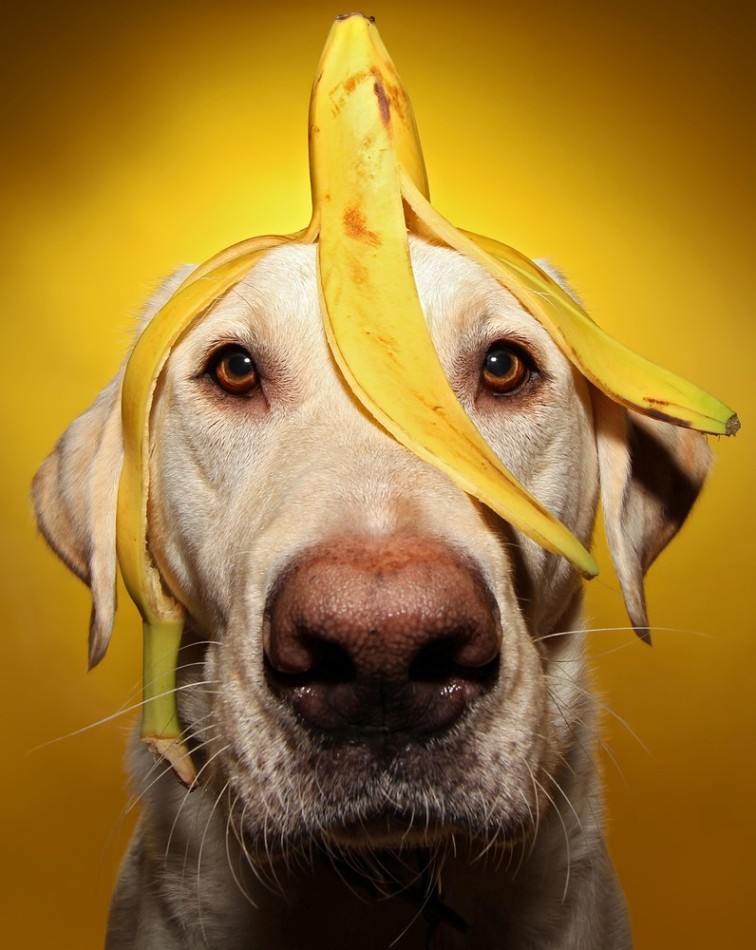 Верный пес Уинстон с бананом на голове. животные, собака, фрукты