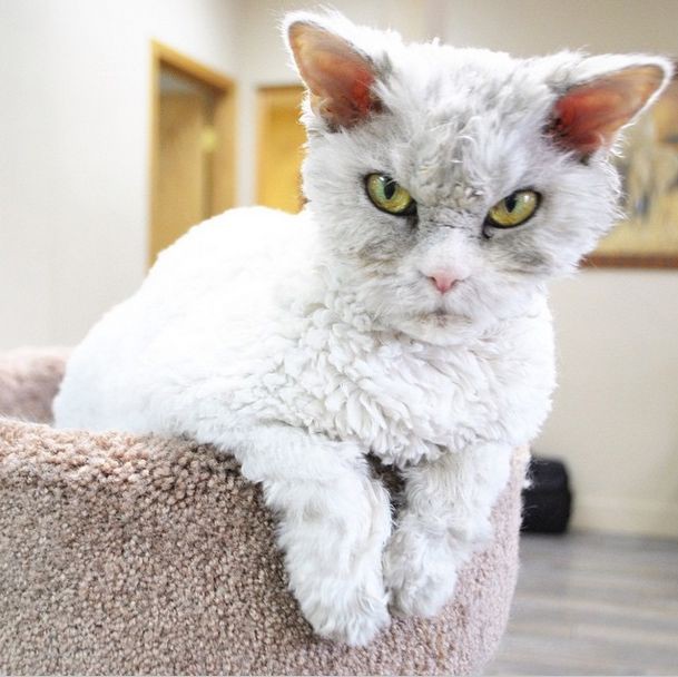 Альберт – самый суровый кот в мире Альберт, животные, кот