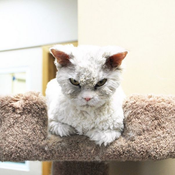 Альберт – самый суровый кот в мире Альберт, животные, кот