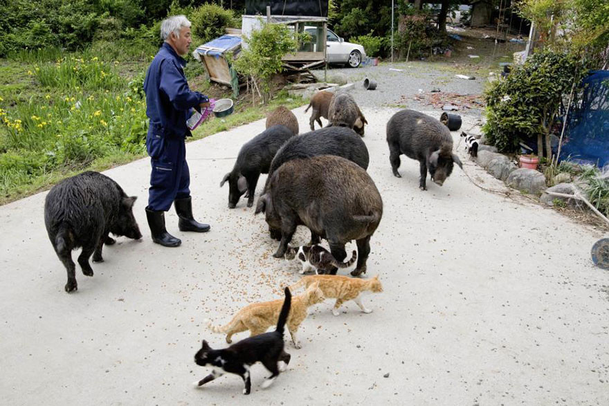 Сначала он вернулся к своим питомцам, а потом увидел так много голодных животных, что стал заботиться о каждом животные, мужчина, фукусима