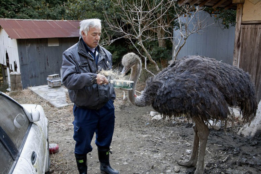 Кормилец брошенных животных в зоне отчуждения Фукусимы  животные, мужчина, фукусима