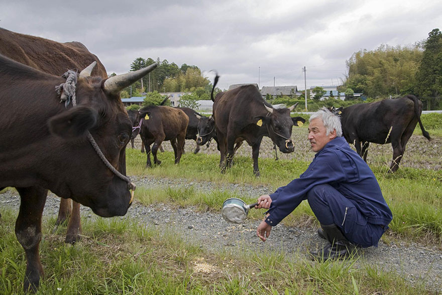 Мацумура обнаружил тысячи коров, умерших в закрытых амбарах  животные, мужчина, фукусима