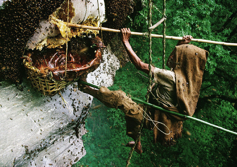 Сбор меда в Непале непал, пчёлы, риск, сбор мёда, фотографии